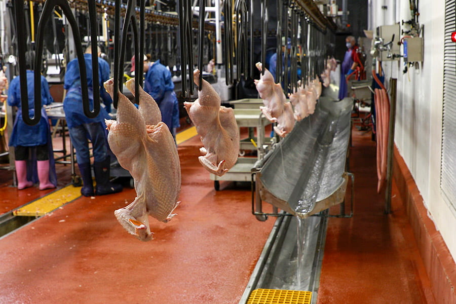 Freshly rinsed poultry meat hanging on an assembly line.